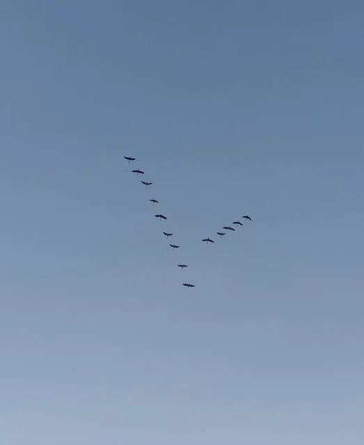 A remarkable event: the first flocks of cranes have been spotted in Volyn.