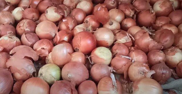 How to quickly grow a bountiful and healthy onion harvest: no bolting, pests, or rot.