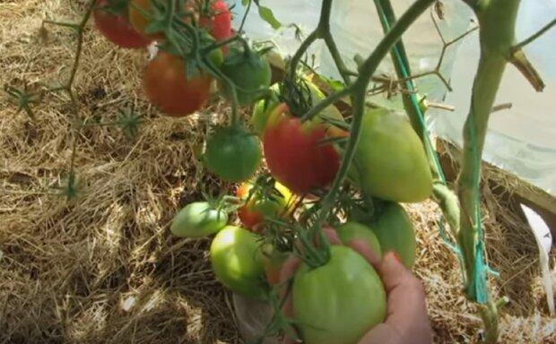 Baking soda for tomatoes: tips for a bountiful harvest from seasoned gardeners.