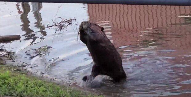 In just 2 days, beavers built a dam that authorities took 7 years to approve—efficiently and at no cost, saving millions in the process.